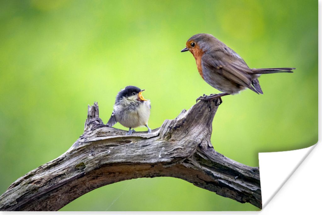 MuchoWow Poster Rotkehlchen - Vogel - Baumstamm 180x120 cm - Fotoplakat