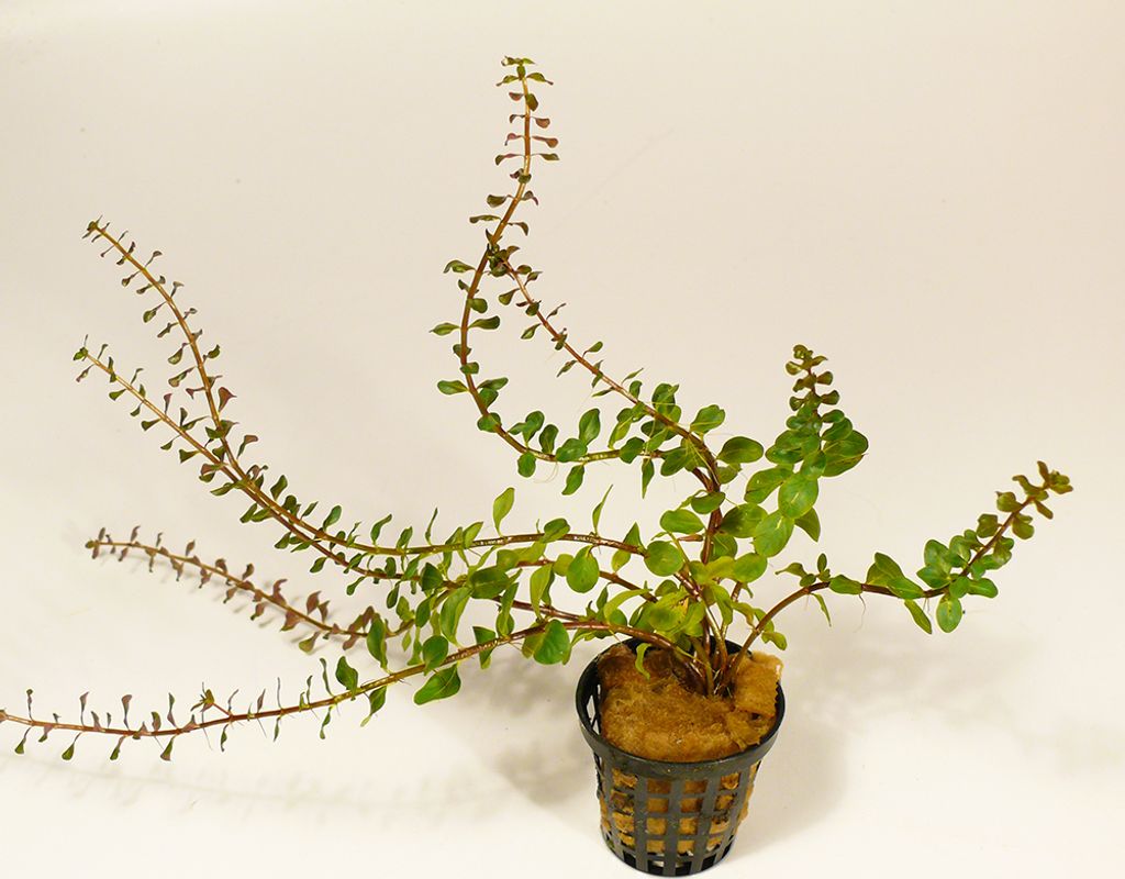 1 Topf Rotala sp. "Gia Lai"