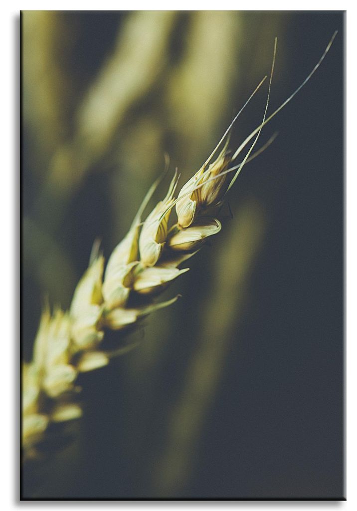 Leinwanddruck Botanik Weizenähre 40x60 cm