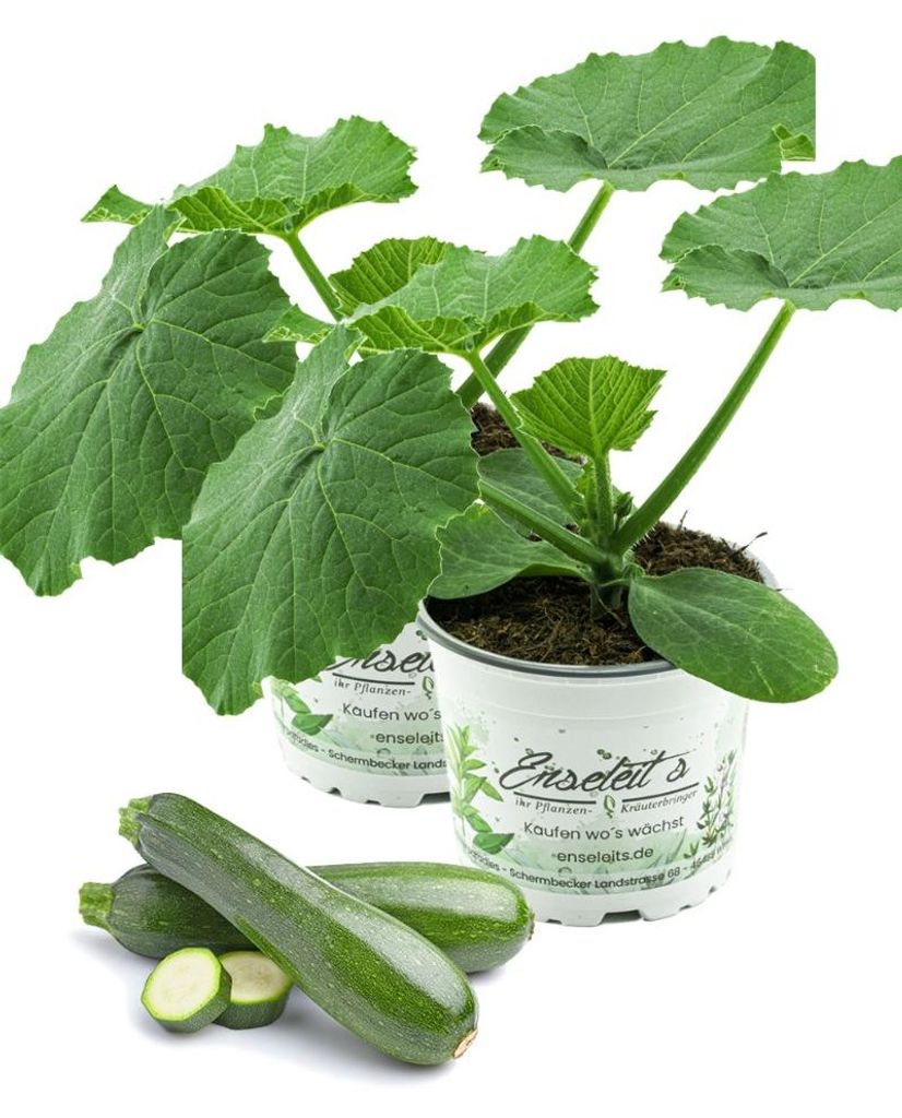 Enseleits 2er Set Zucchini Pflanze grün (Cucurbita pepo), Produktbild 