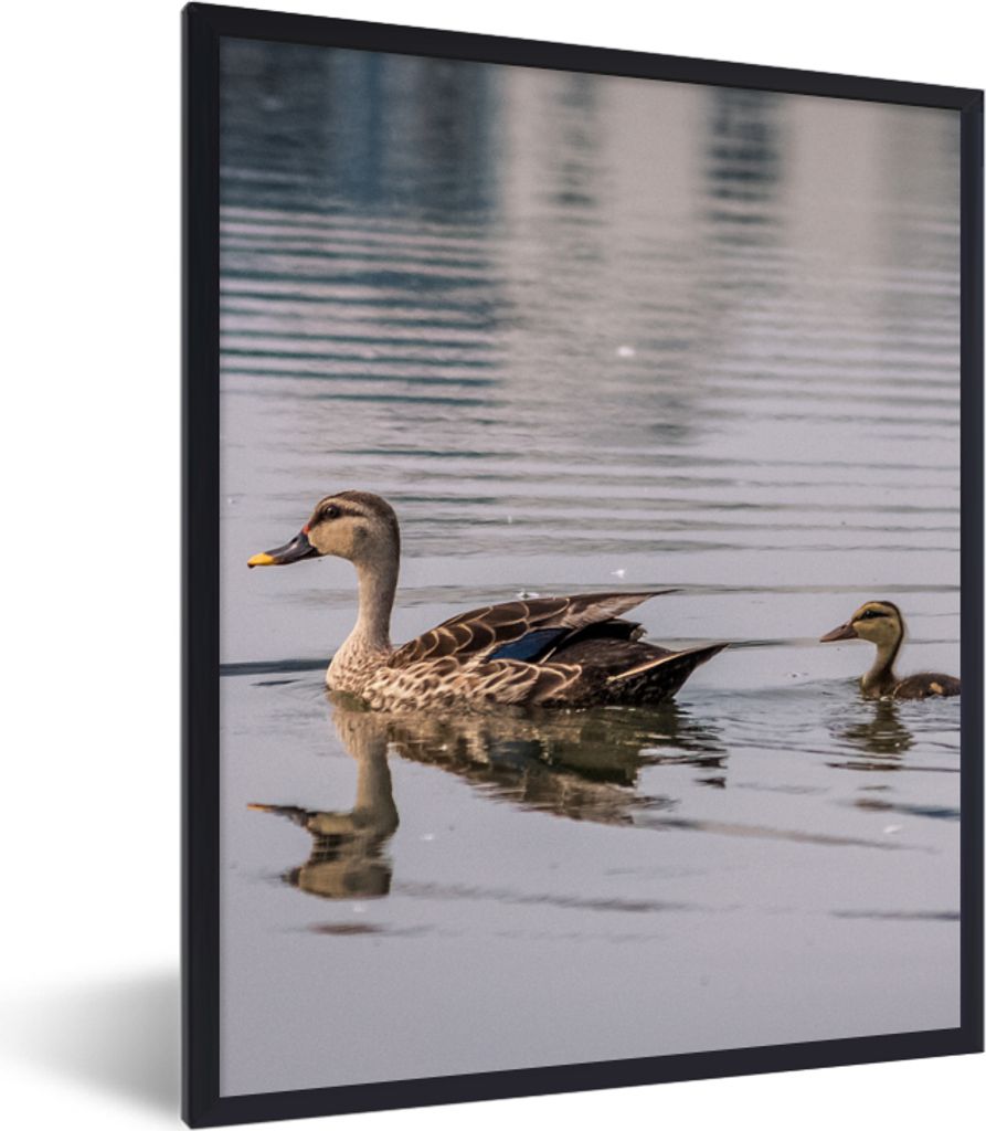 MuchoWow Gerahmtes Poster Ente - Wasser - Vogel - Braun 30x40 cm - Poster mit Schwarzem Bilderrahmen Wandposter Rahmen Foto Bilder - Wanddeko - K...