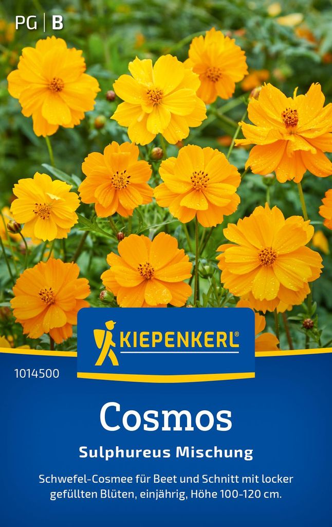 Artikelbild 2 von 'Cosmos Sulphureus Mischung' aus der Kategorie Cosmeasamen