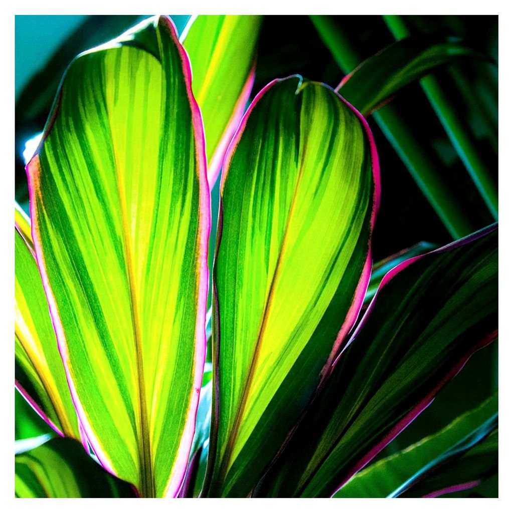 Cordyline fruticosa Kiwi Keulenlilie für Zuhause oder das Büro (30-40 cm mit Topf)