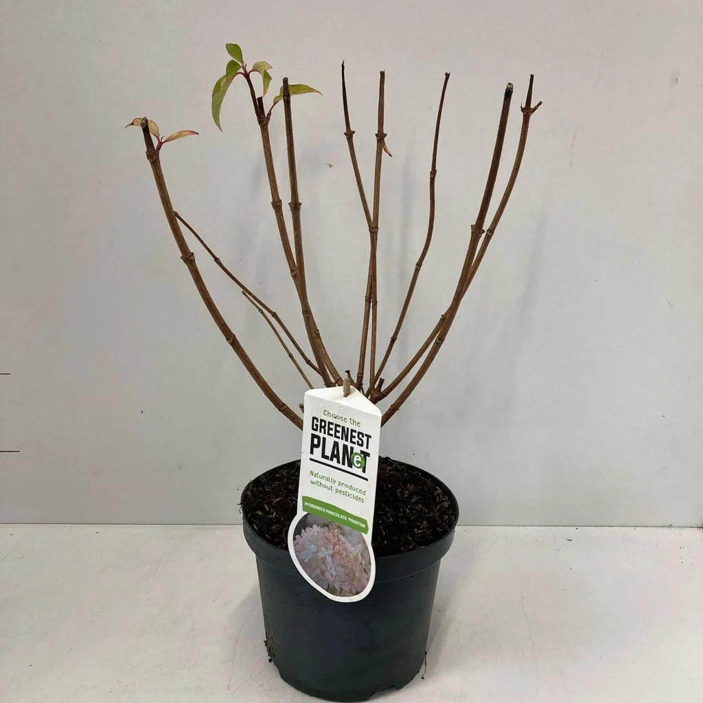 Hortensia paniculé Phantom - Arbuste à fleurs pour jardin et terrasse