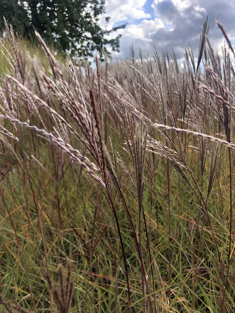 Aménager un jardin moderne avec 6 Miscanthus sinensis Red Chief