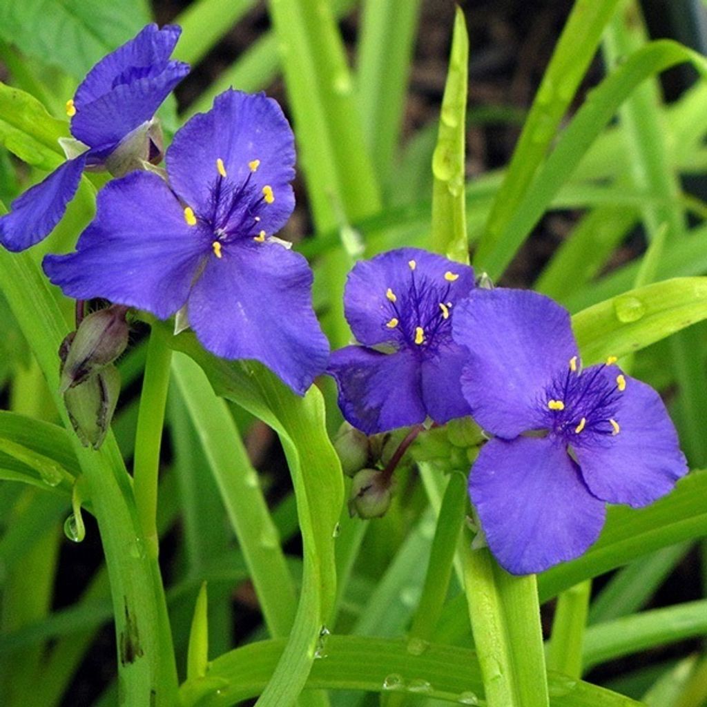 6 x Dreimasterblume - Tradescantia 'Sweet Kate' | Topf 9cm x 9cm