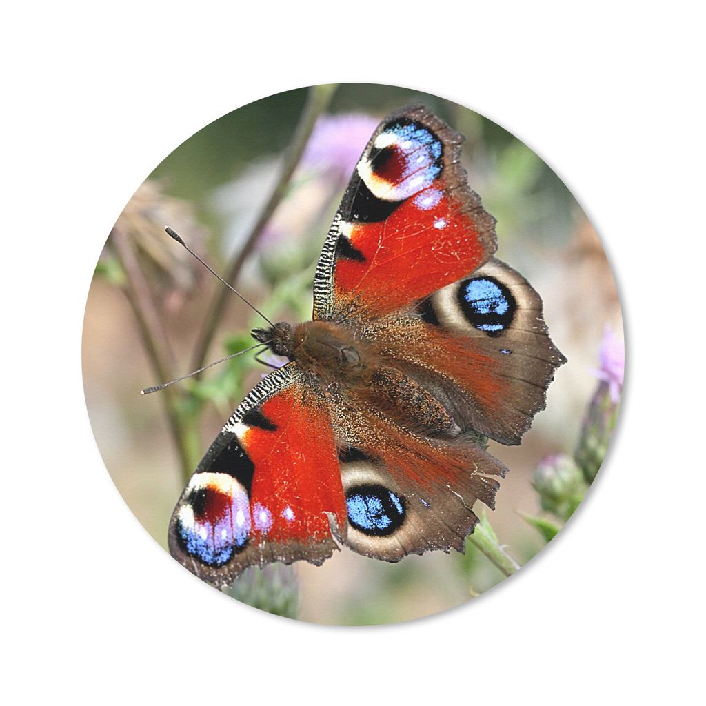 MuchoWow Mauspad Mousepad Tagpfauenauge Schmetterling 50x50 cm - Mousepads - Maus Mat - Pad - Mausunterlage - Vinyl