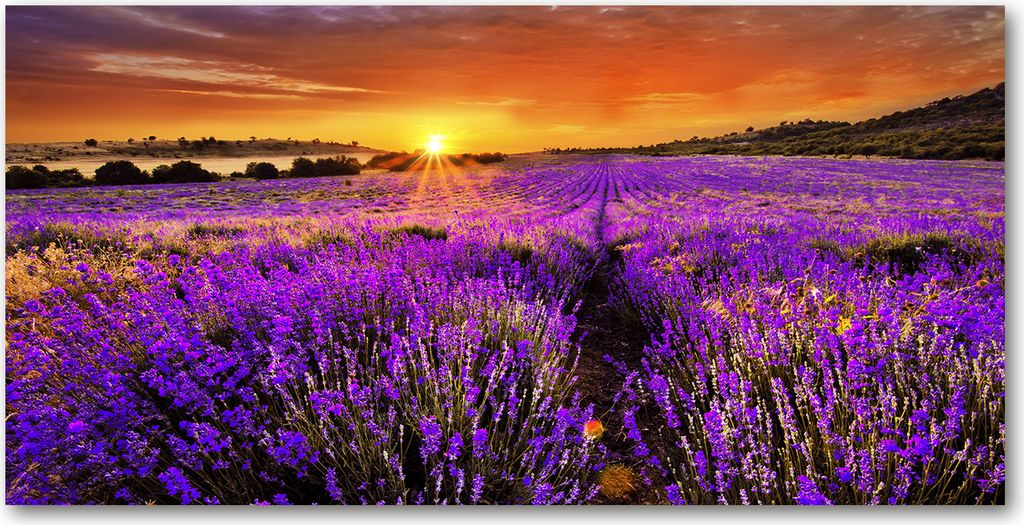 Tulup Glas-Bild - 100x50 -Wandkunst - Wandbild hinter gehärtetem Sicherheitsglas - Landschaften - Lavendelfeld - Lila