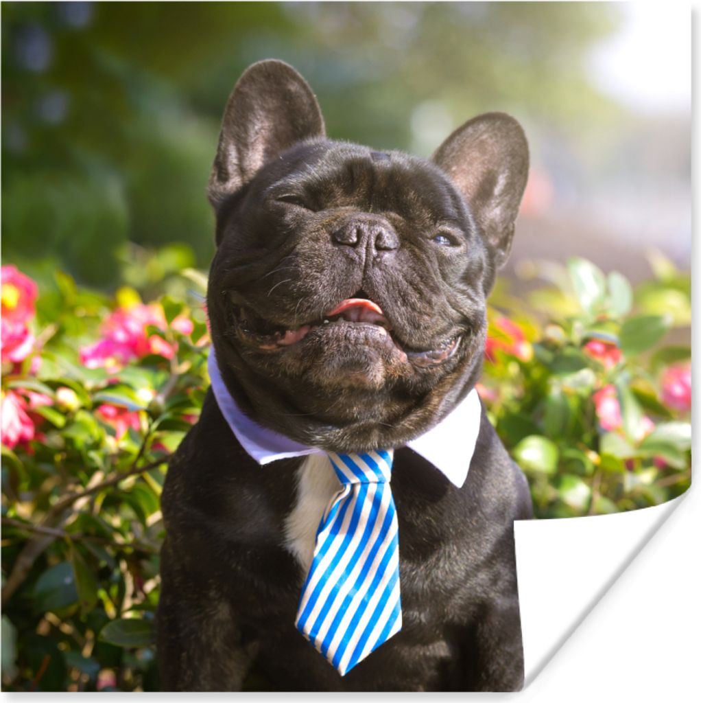 MuchoWow Poster Französische Bulldogge - Krawatte - Blau 50x50 cm - Wohnzimmerdekoration