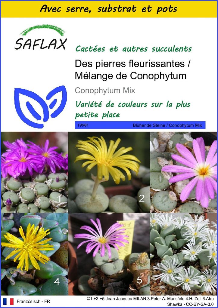 SAFLAX Ensemble de culture - Des pierres fleurissantes / Image du produit 