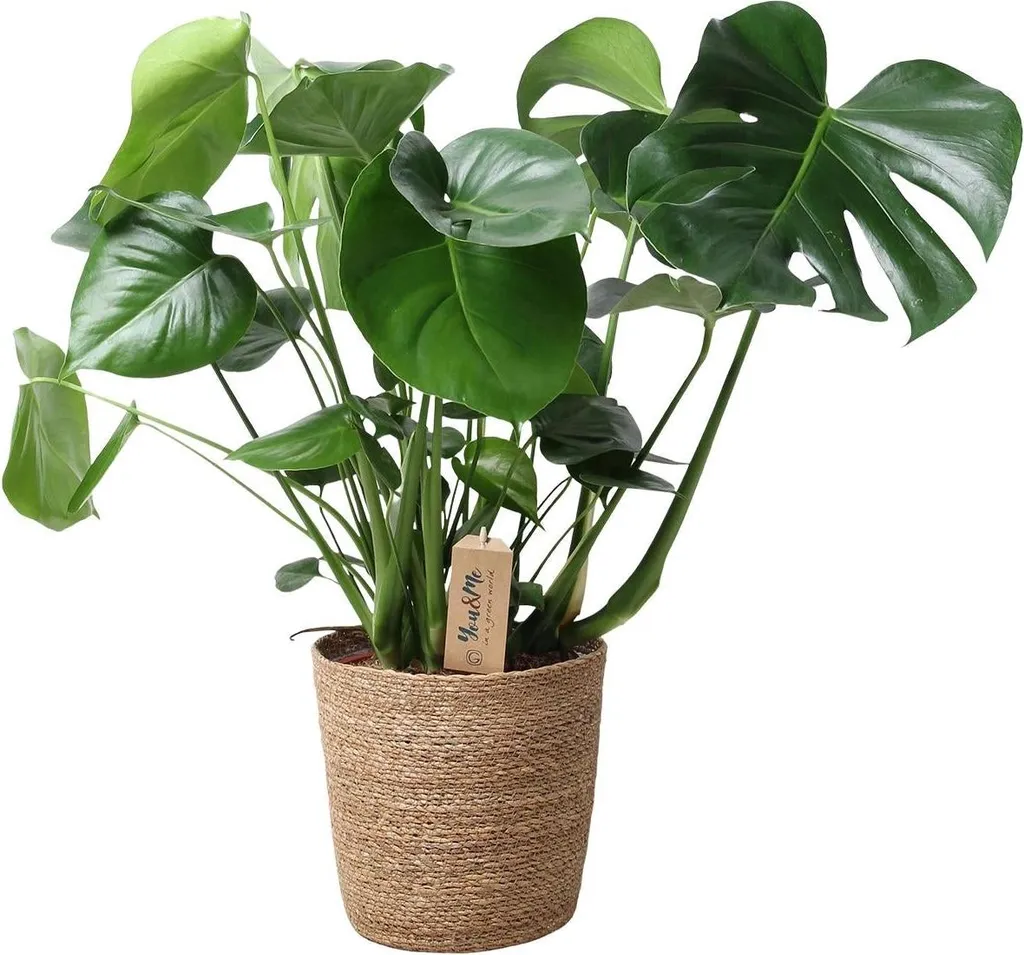 Monstera Plante Dépolluante 60cm en Panier - Feuillage Découpé