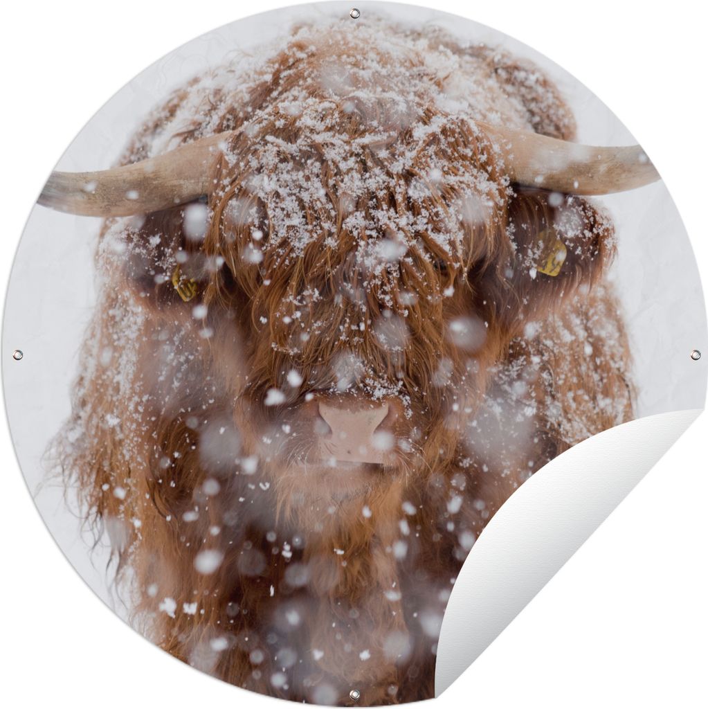 MuchoWow Gartenposter Outdoor-Poster Rund Schottischer Highlander - Hörner - Schnee Ø 120 cm Gartendeko Rundes Poster draußen
