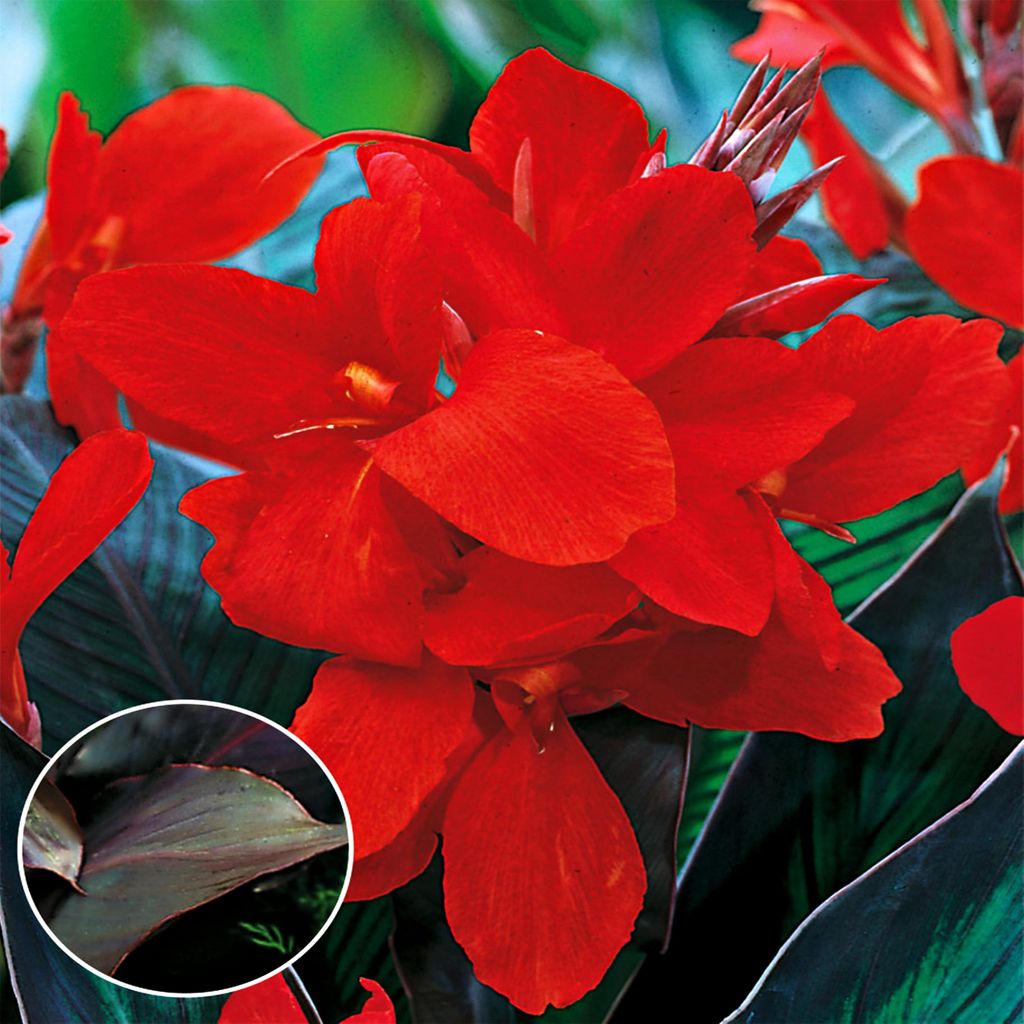 Canna Blüten Knolle Töpfe Garten Kanna Black Knight 1 St. Produktbild 