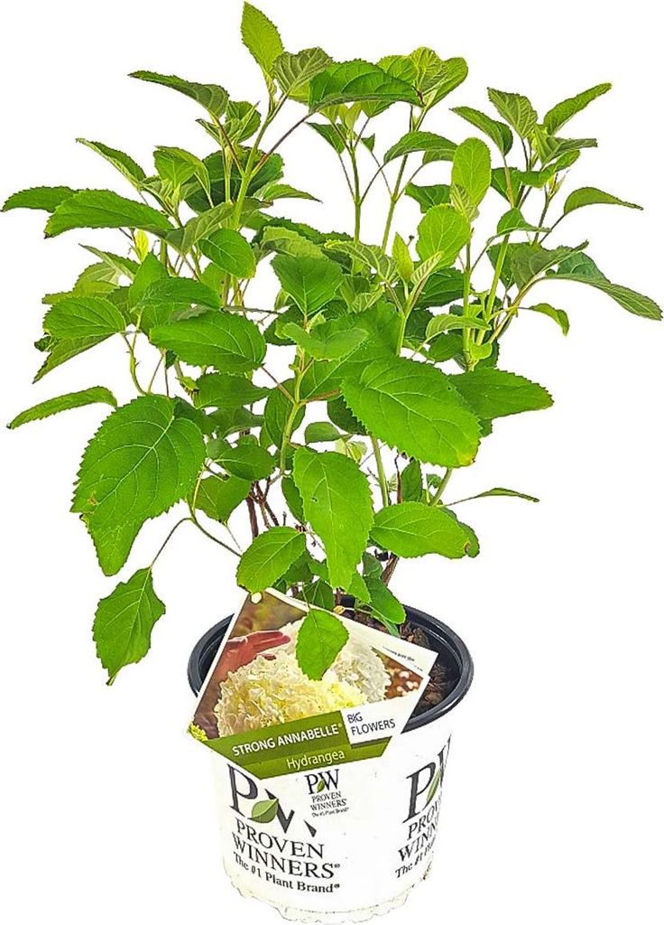 A potted hydrangea plant with a plant tag.