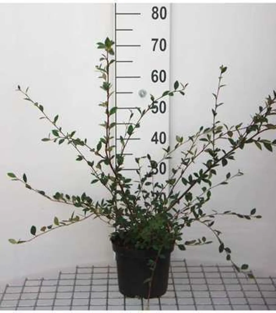 Cotoneaster lacteus persistant aux baies rouges décoratives 40-60 cm
