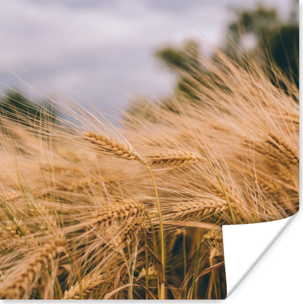 MuchoWow Poster Natur - Pflanzen - Getreide 75x75 cm - Wand Dekoration
