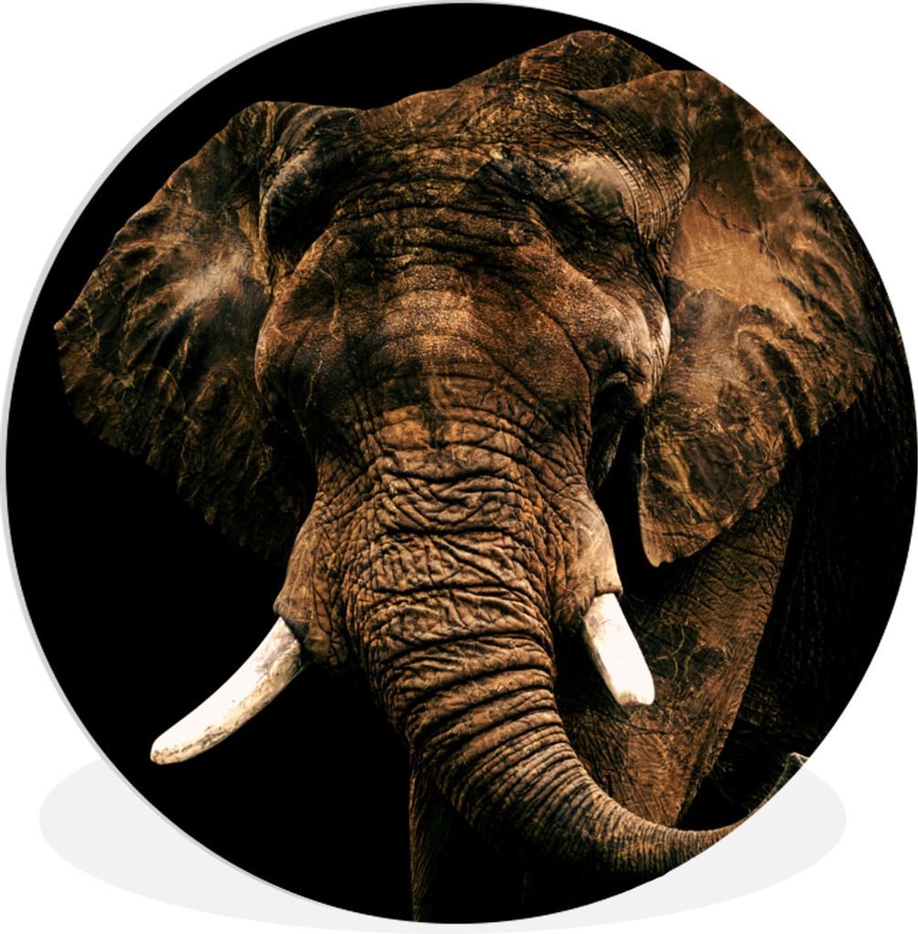 MuchoWow Rundes Wandbild - Runde Bilder Elefant - Braun - Zähne Ø 90 cm Kreis Wanddekoration Kunststoff - Wandkreis - Wandschmuck - Wand-Kreis ...