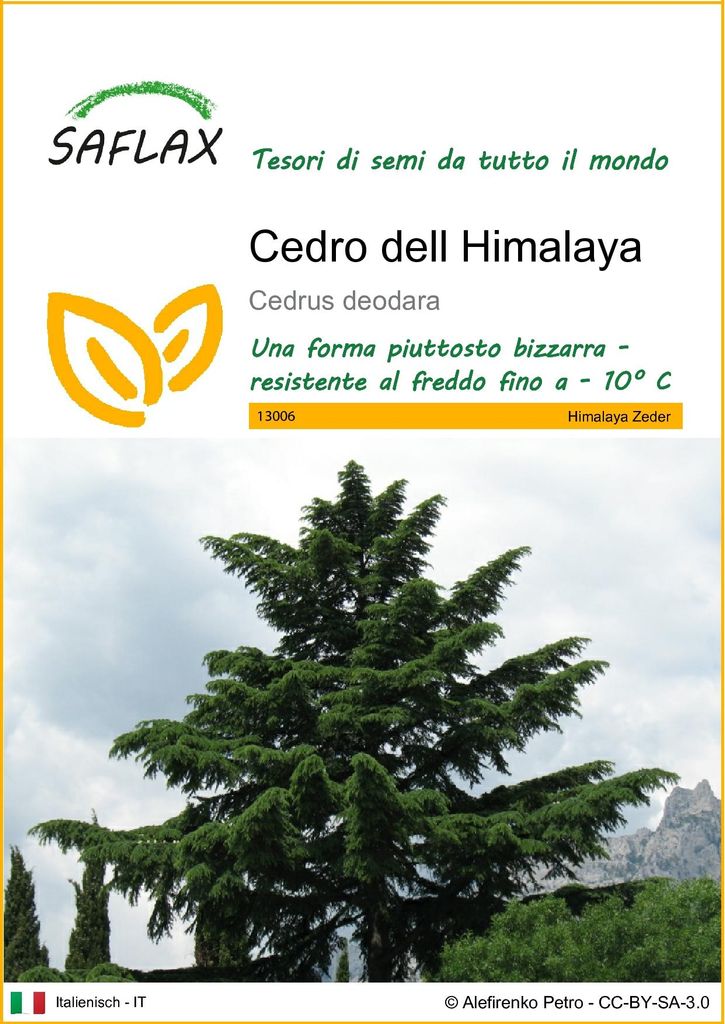 SAFLAX  - Cedro dell Himalaya - 35 semi - Cedrus Immagine del prodotto 