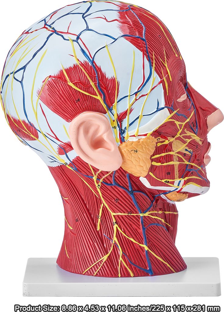 VEVOR Gefäßmodell des Kopfes Menschliche Anatomie Gehirn Produktbild 8