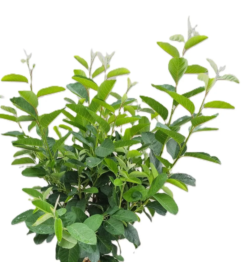 Arbuste de haie étroite : Amelanchier Rainbow Pillar 60-80 cm