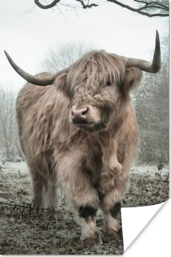 MuchoWow Poster Schottische Highlander - Natur - Herbst - Tiere - Wildtiere - Wald 60x90 cm - Wanddekoration