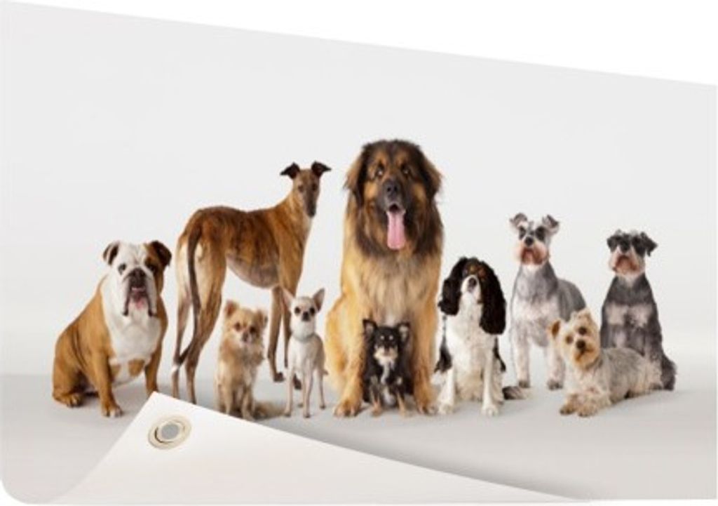 Gartenposter - 120x80 cm - Gruppenportrait von Hunden - Modernes Wandbilder - HausTierposter