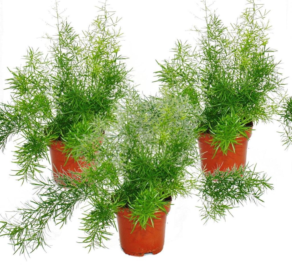 Spargel (Asparagus densiflorus sprengeri), 3er-Pack Produktbild 