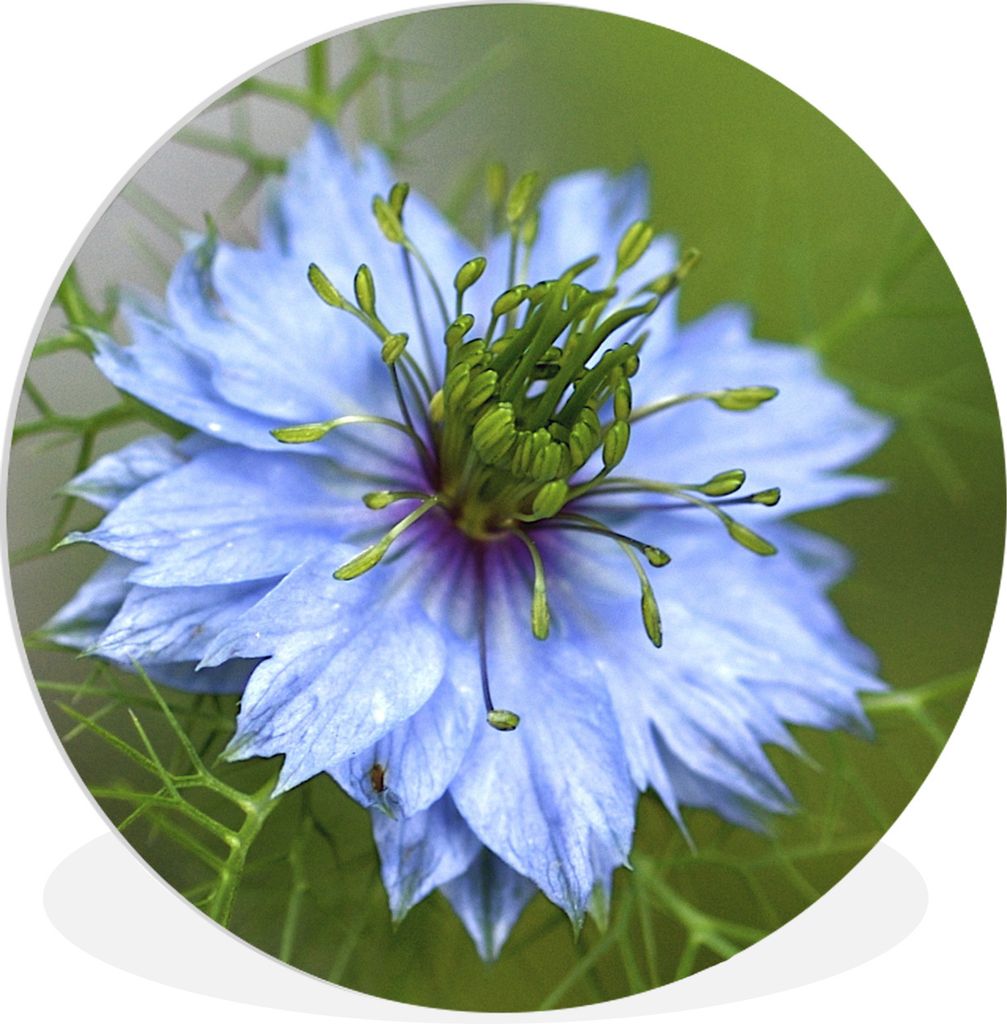 MuchoWow Rundes Wandbild - Runde Bilder Eine hellblaue Nigella in Blüte Ø 60 cm Kreis Wanddekoration Kunststoff - Wandkreis - Wandschmuck - Wan...