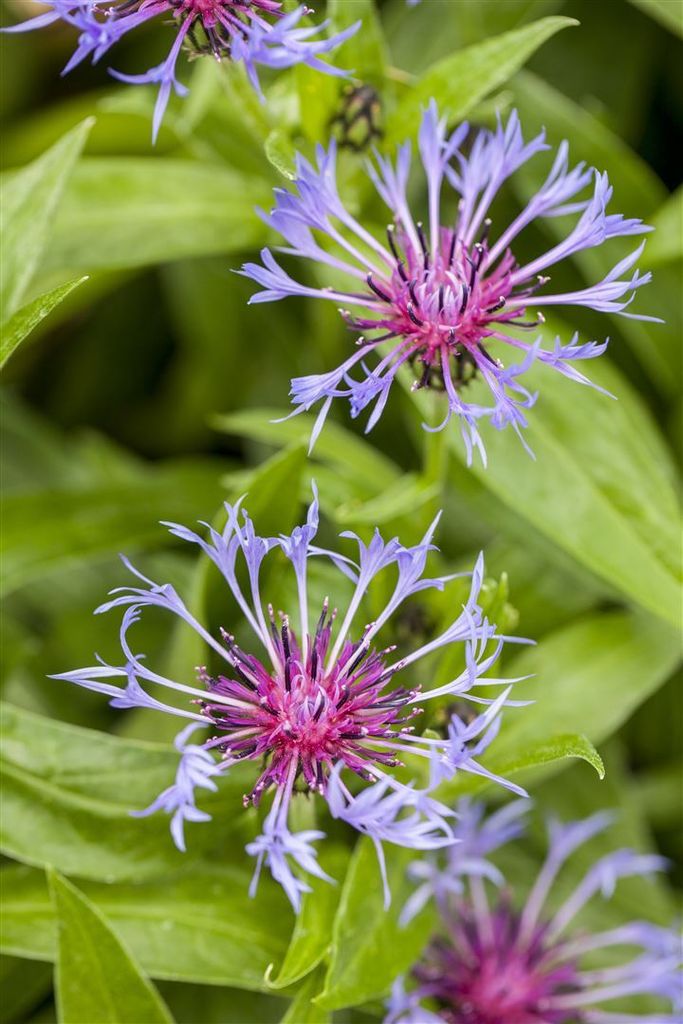 Centaurea montana, Berg-Flockenblume, blau, ca. 9x9 cm Topf