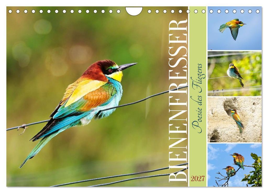 Bienenfresser, Poesie des Fliegens (Wandkalender 2027 DIN A4 quer), CALVENDO Monatskalender