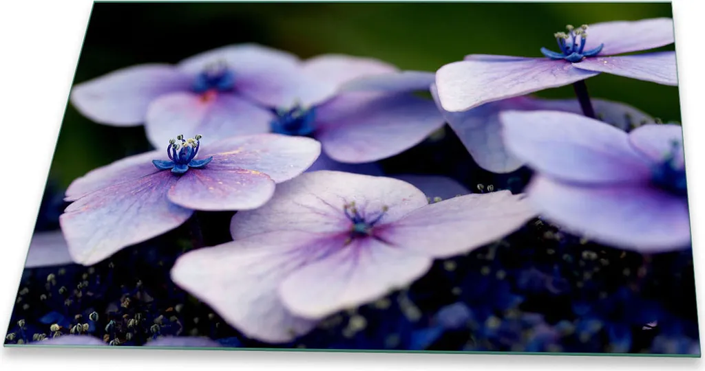 Copertura Piano Cottura Induzione 80x52 Design Fiori Viola in Vetro