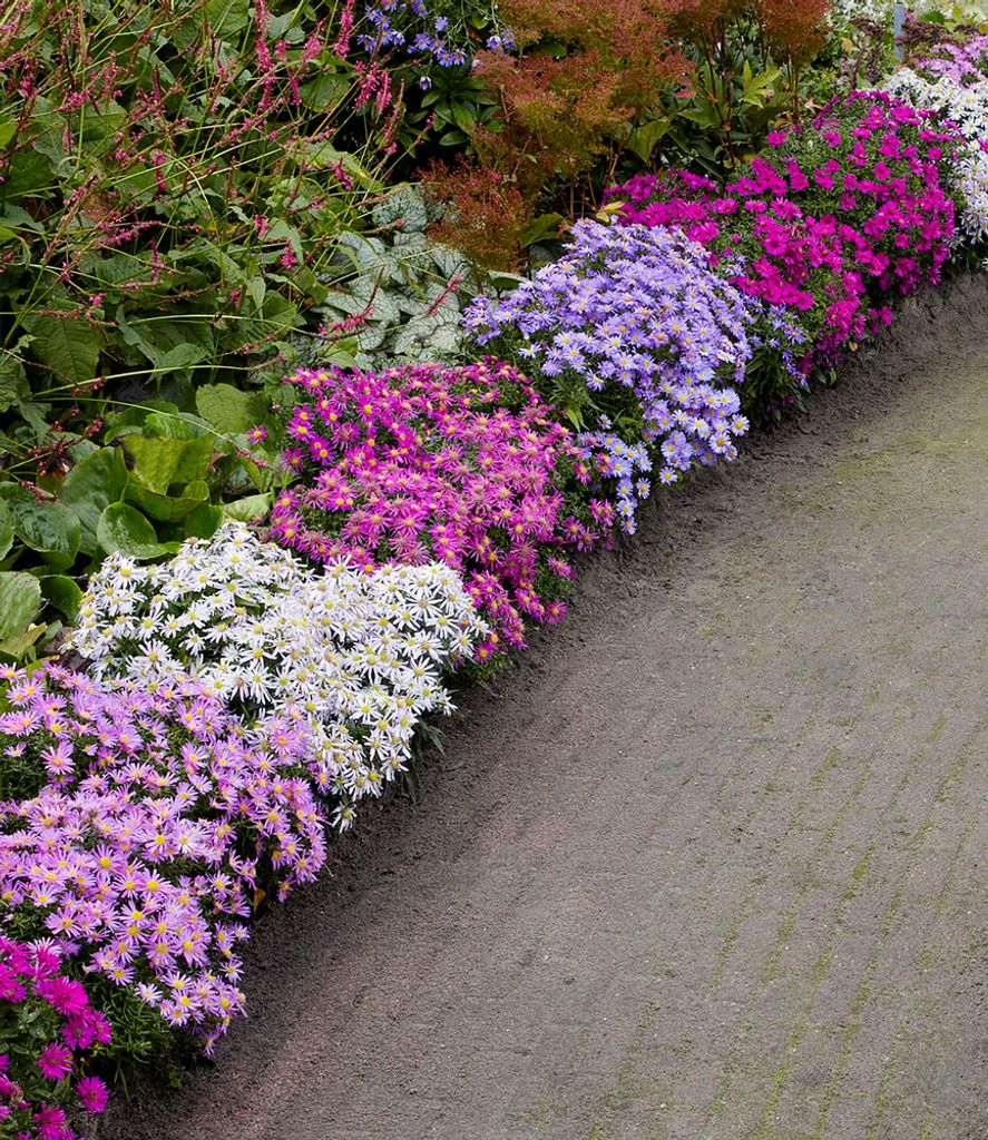 BALDUR Garten Beet-Astern 'Meerblick',4 Pflanzen, ein Blütenmeer im Staudenbeet, zieht Bienen & Schmetterlinge an, winterharte mehrjährige Staude...