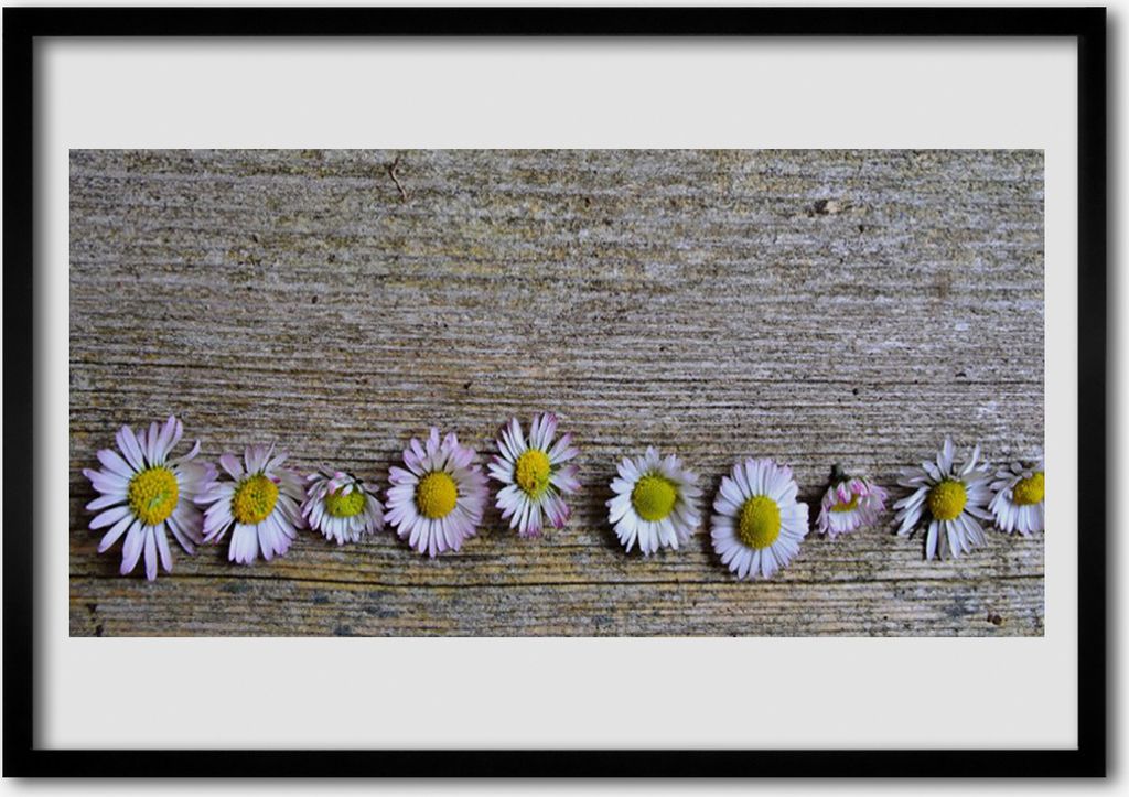Bild 70x50 MDF-Rahmen Wandkunst Daisy Pflanze Natur