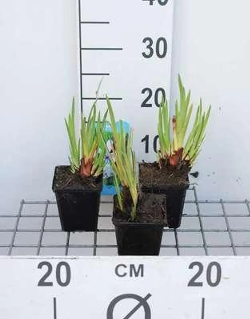 Fleurir les berges du bassin : 6 Iris laevigata Snowdrift blanc 9cm
