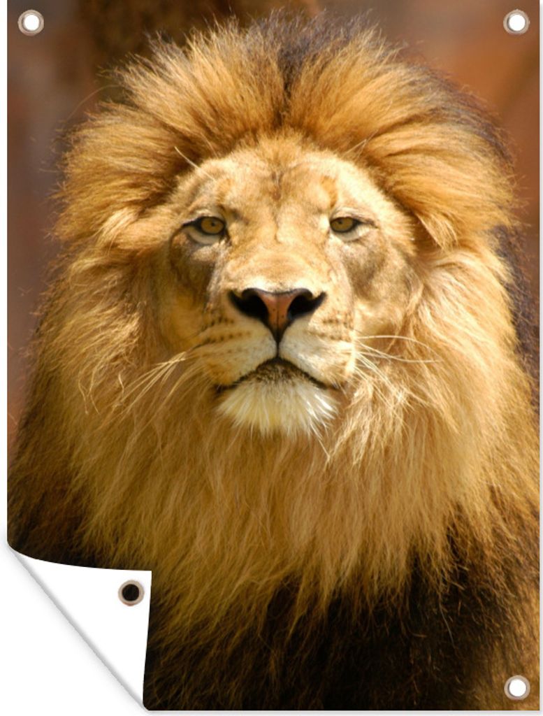MuchoWow 60x80 cm Outdoor-Poster Gartendeko Sichtschutz Garten Poster für den Garten Löwe - Braun - Porträt