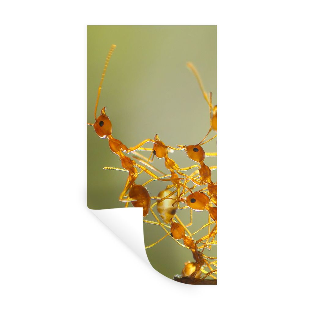 MuchoWow Wandtattoo Wandsticker Wandaufkleber Ameisen - Orange - Tiere 60x120 cm Selbstklebend und Repositionierbar - Selbstklebend - Fototapeten