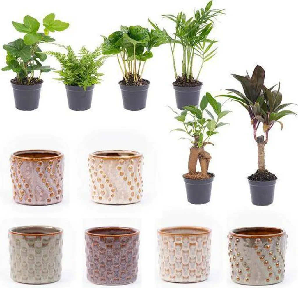 Décoration végétale bureau et salon : 6 plantes vertes et pots Madrid