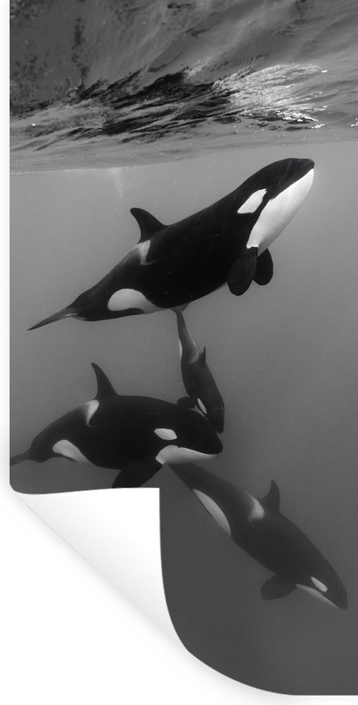 MuchoWow Wandtattoo Wandsticker Wandaufkleber Orca - Wasser - Schwarz - Weiß 20x40 cm Selbstklebend und Repositionierbar - Selbstklebend - Fotot...