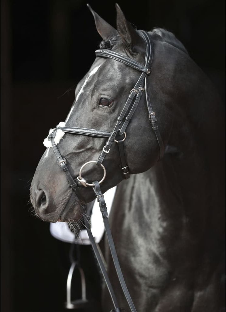 Covalliero Zaumzeug Cancun Pony Schwarz Produktbild 3