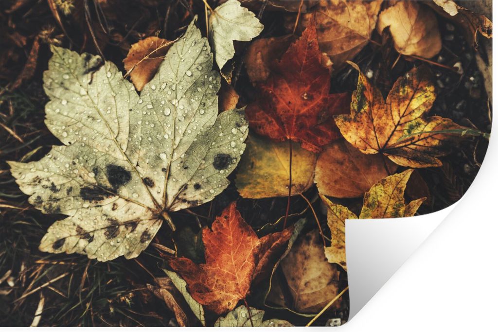 MuchoWow Wandtattoo Wandsticker Wandaufkleber Herbstblätter - Herbst - Jahreszeiten - Natur 90x60 cm Selbstklebend und Repositionierbar - Aufkleber