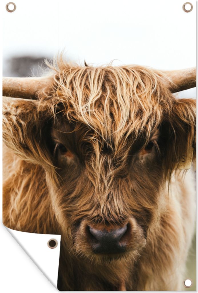 MuchoWow 40x60 cm Outdoor-Poster Gartendeko Sichtschutz Garten Poster für den Garten Schottischer Highlander - Kuh - Gras - Tiere - Natur