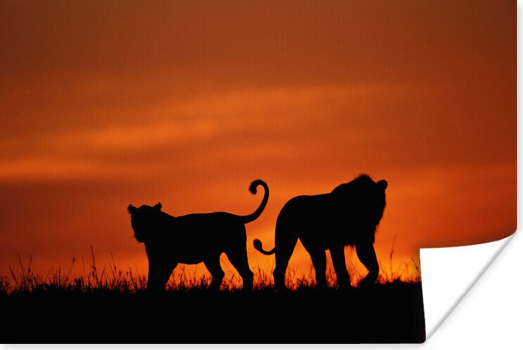 MuchoWow Poster Silhouetten von zwei Löwen 120x80 cm - Bilder