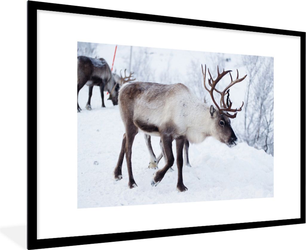 MuchoWow Gerahmtes Poster Ein Weihnachtsfoto von Rentieren entlang der Straßen von Kilpisjarvi, Finnland 90x60 cm - Poster mit Schwarzem Bilderr...