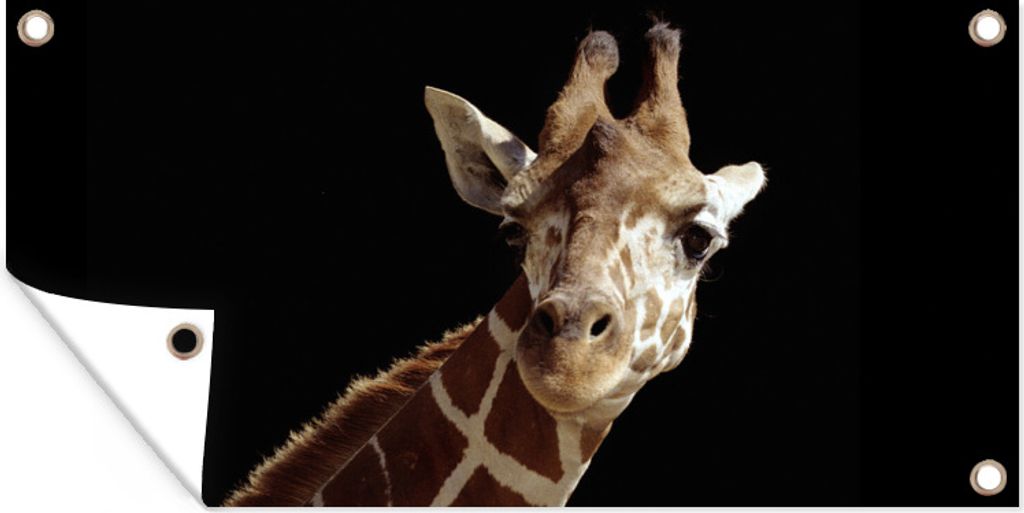 MuchoWow 160x80 cm Outdoor-Poster Gartendeko Sichtschutz Garten Poster für den Garten Giraffe Porträt für schwarzen Hintergrund