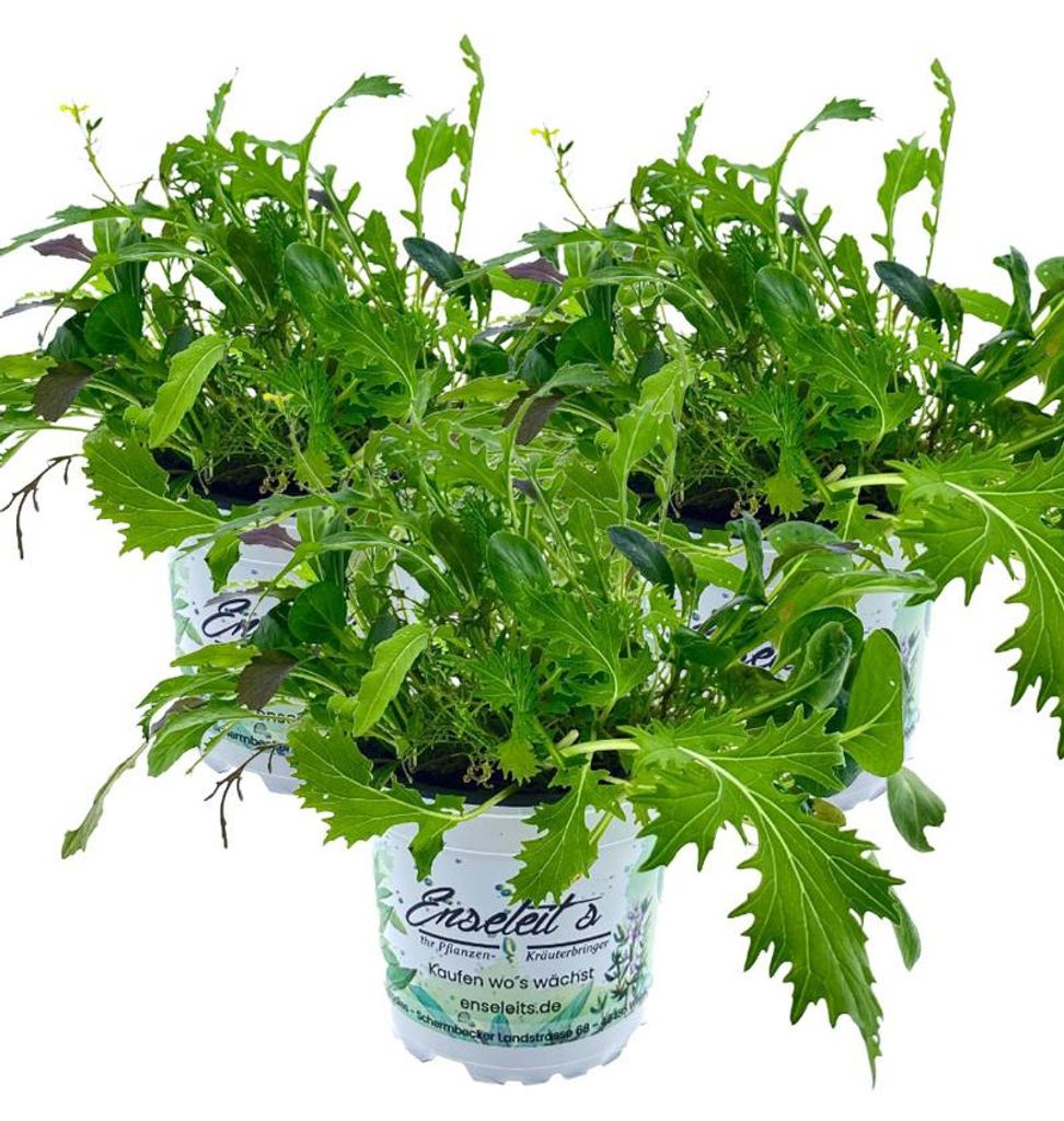 Enseleits 3er Set ASIA-SALAT MILD-SCHARFER, BRASSICA RAPA, Produktbild 