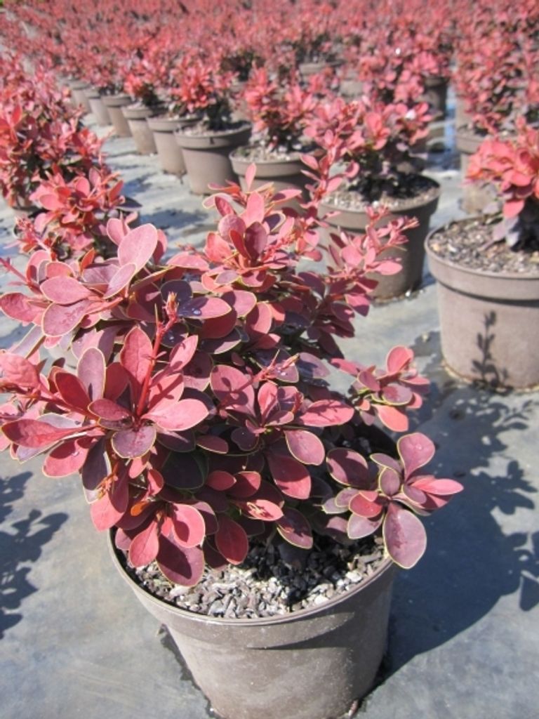 Berberis thunbergii Golden Ring - Blutberberitze Golden Ring 25-30cm