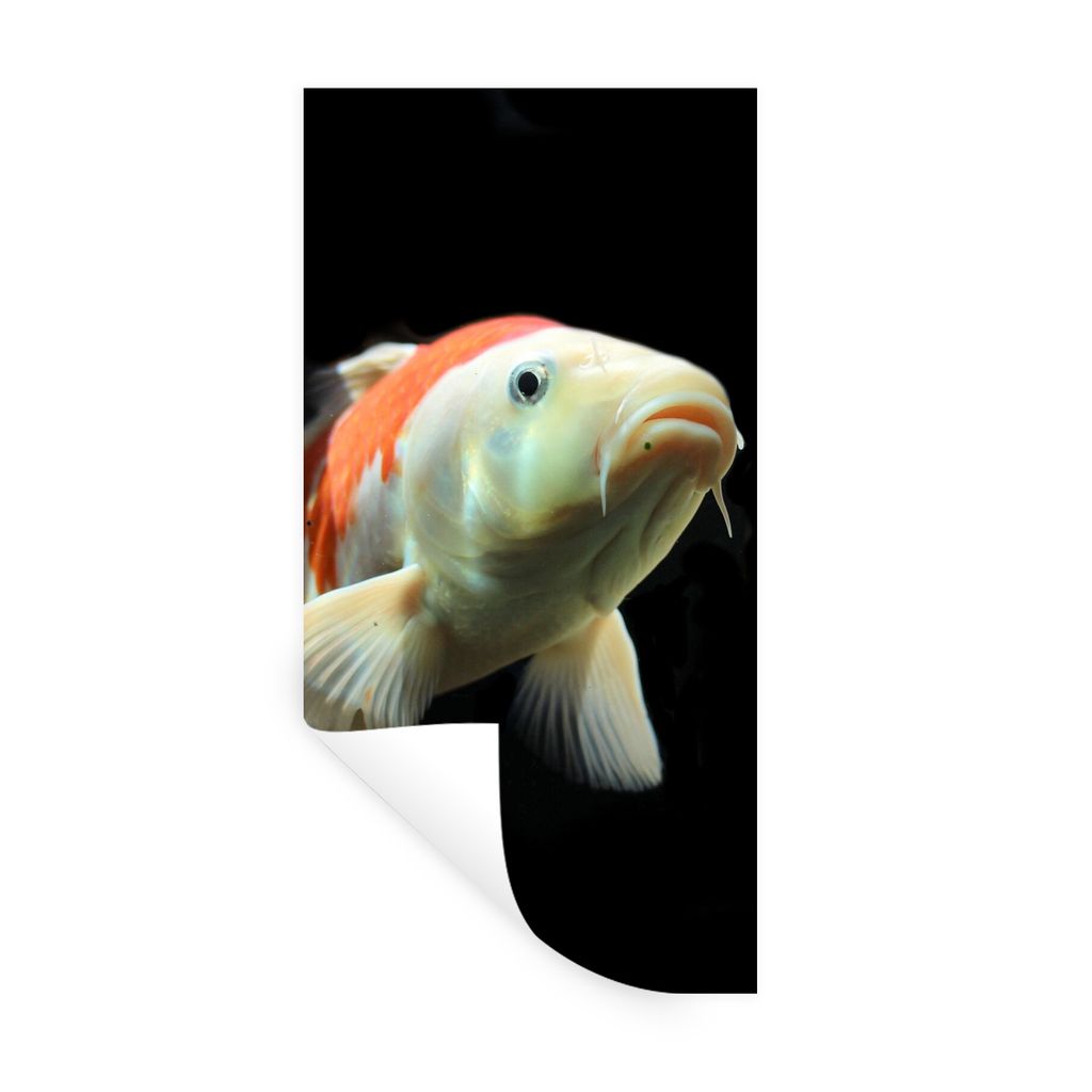 MuchoWow Wandtattoo Wandsticker Wandaufkleber Ein Koi-Karpfen mit orangefarbenen Details vor einem schwarzen Hintergrund 20x40 cm Selbstklebend u...