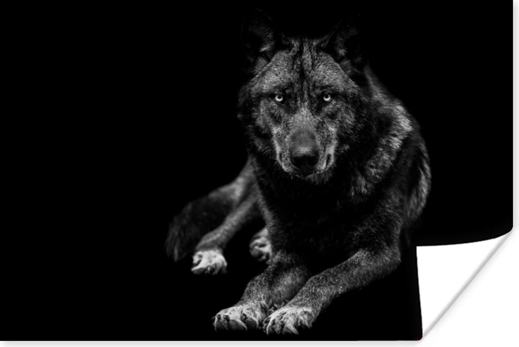 MuchoWow Poster Tiere - Wolf - Schwarz - Weiß - Porträt 120x80 cm - Bilder