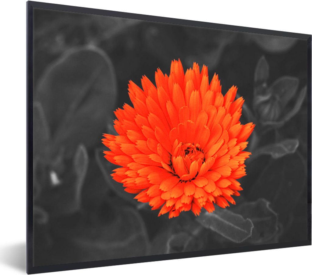 MuchoWow Gerahmtes Poster Blumen - Orange - Schwarz - Weiß 80x60 cm - Poster mit Schwarzem Bilderrahmen Wandposter Rahmen Foto Bilder - Schwarze...