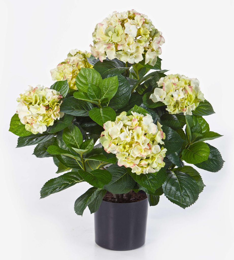 artplants.de Deko Hortensie Haruka, 230 Blüten, 135 Blätter, Creme - grün, getopft, Deluxe, 55cm, Ø 35cm - Hortensien künstlich - Kunstblumen ...